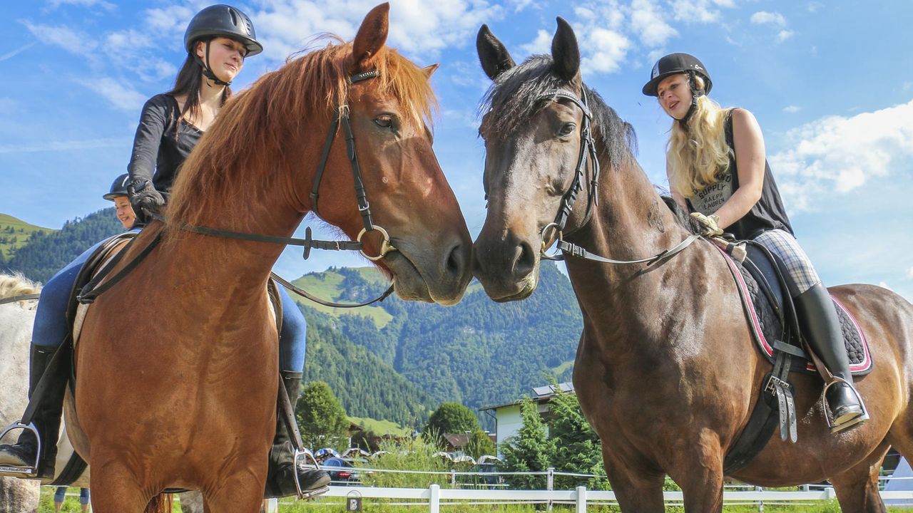 Pferdekuss Pferdekuss